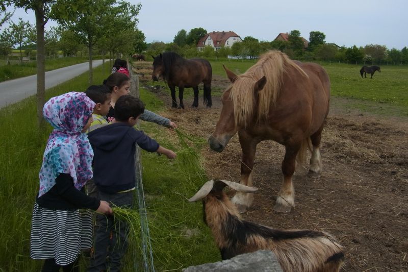 Tiere füttern