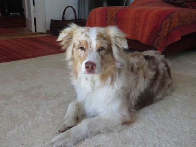 Sally zu Hause